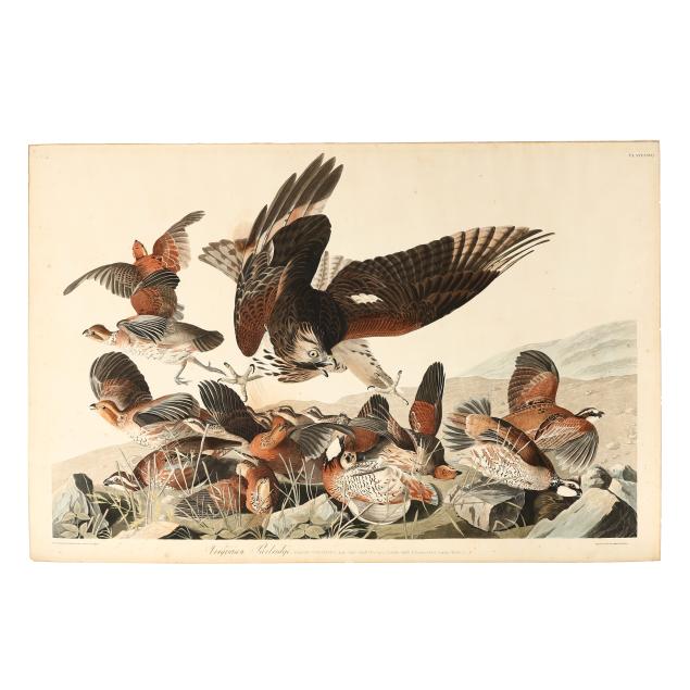 james-audubon-american-1785-1851-i-virginian-partridge-i-havell-edition