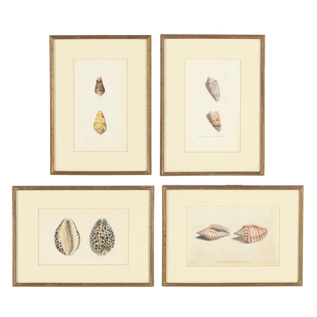 frederick-polydor-nodder-english-1770-1801-four-shell-prints