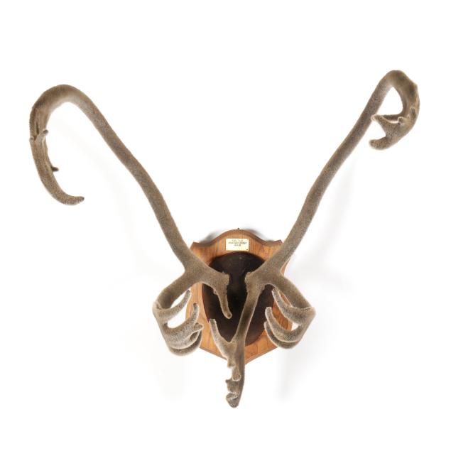 canadian-caribou-velvet-antler-trophy-mount