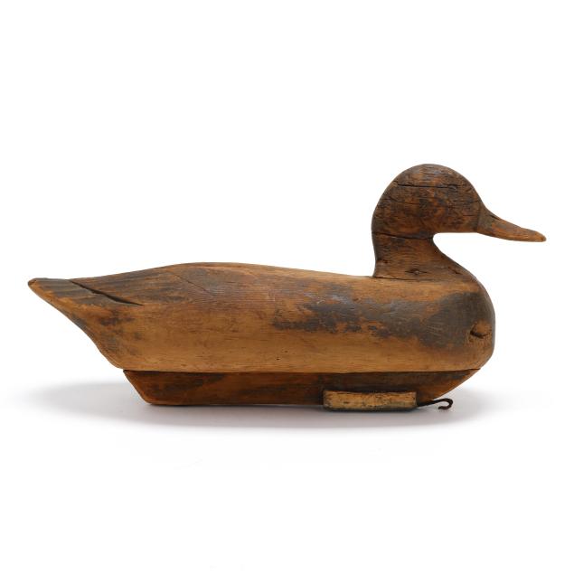 early-eastern-shore-virginia-black-duck