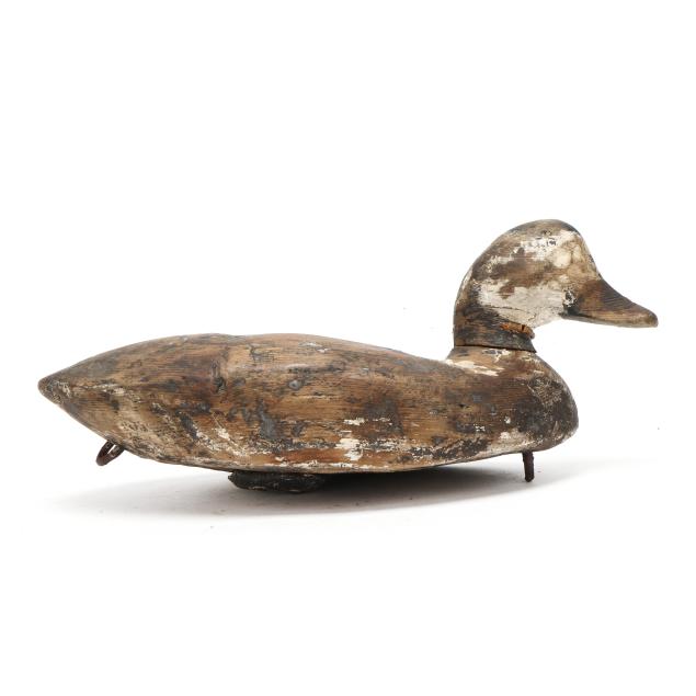 early-back-bay-ruddy-duck