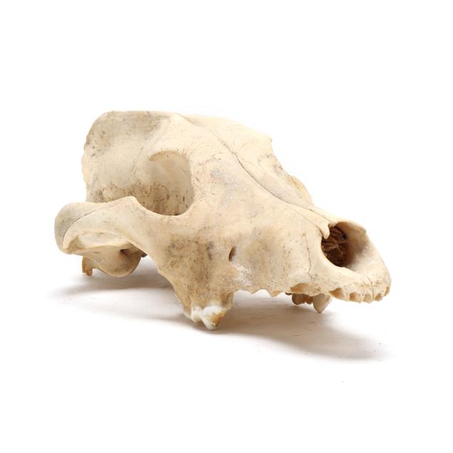 wolf-skull-from-alaska