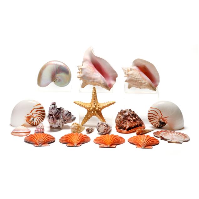 an-assortment-of-shells-and-preserved-sea-creatures