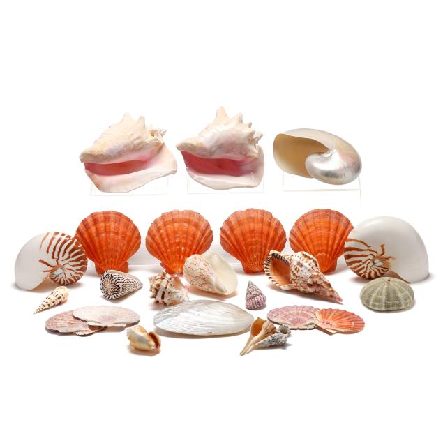 an-assortment-of-shells-and-preserved-sea-creatures