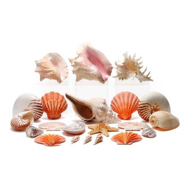 an-assortment-of-shells-and-preserved-sea-creatures