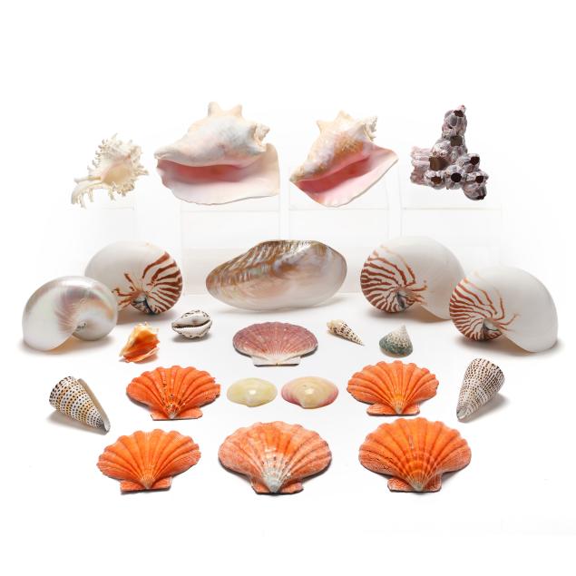 an-assortment-of-shells-and-preserved-sea-creatures