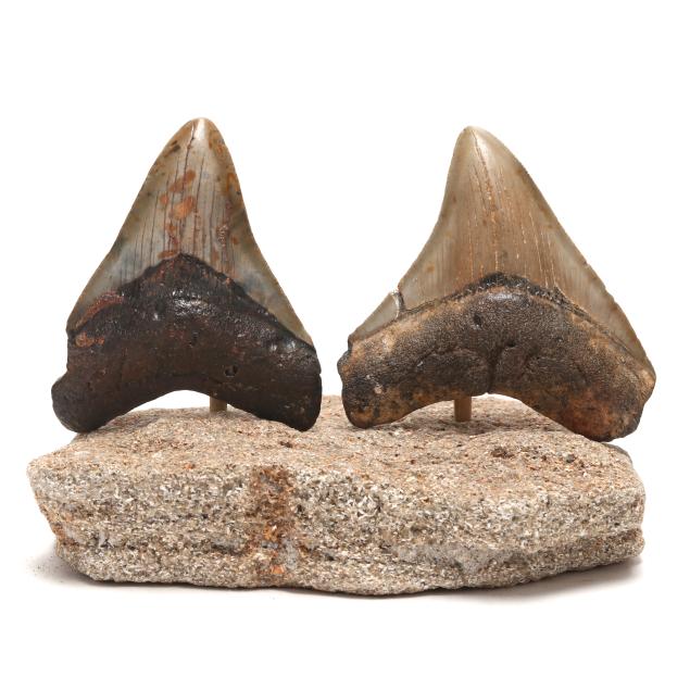 two-colorful-north-carolina-megalodon-teeth-on-custom-stand