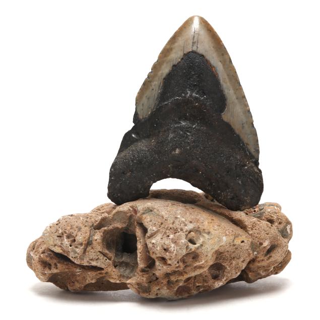 north-carolina-megalodon-tooth-on-natural-stand