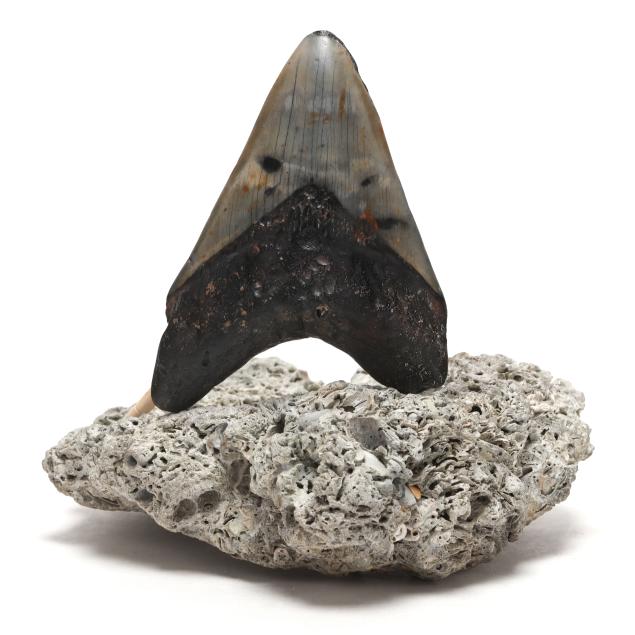 a-north-carolina-megalodon-tooth-well-displayed-on-a-fossilized-stand