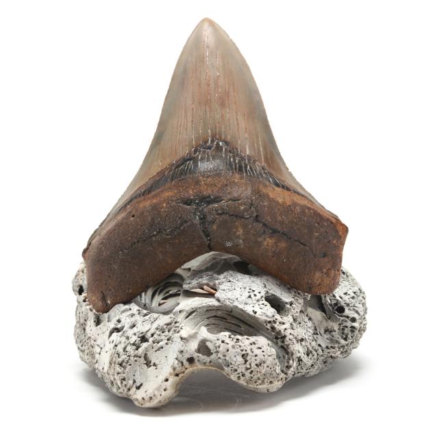 a-spectacular-high-grade-megalodon-tooth-on-natural-base