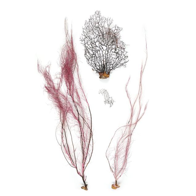 a-group-of-dried-sea-fan-corals
