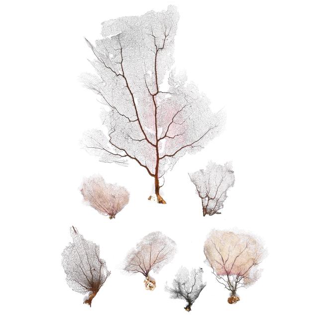 a-group-of-dried-sea-fan-corals