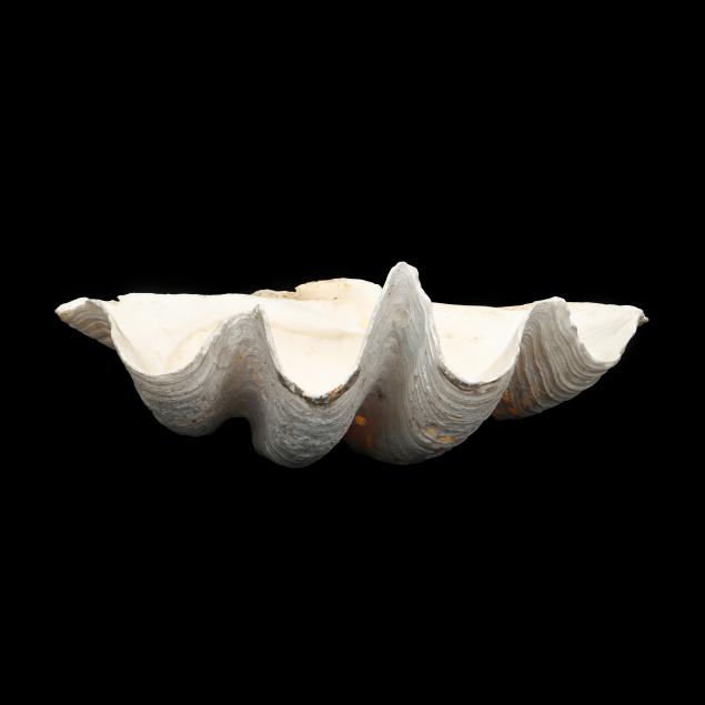 28-giant-clam-shell-i-tridacna-gigas-i