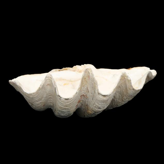 31-giant-clam-shell-i-tridacna-gigas-i