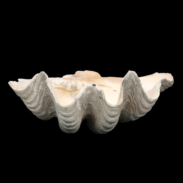 25-giant-clam-shell-i-tridacna-gigas-i