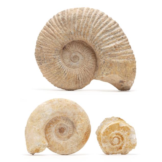 three-ammonite-fossils