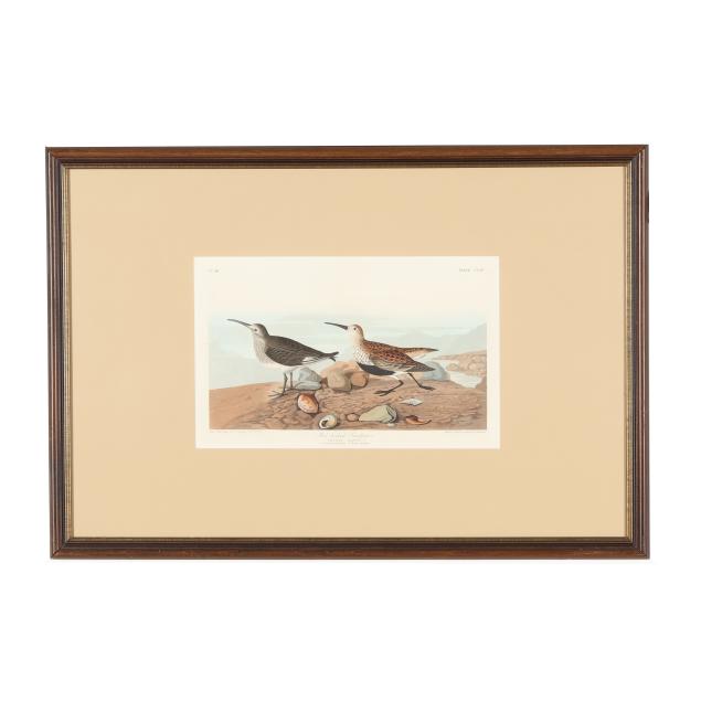 james-audubon-american-1785-1851-i-red-backed-sandpiper-i-havell-edition