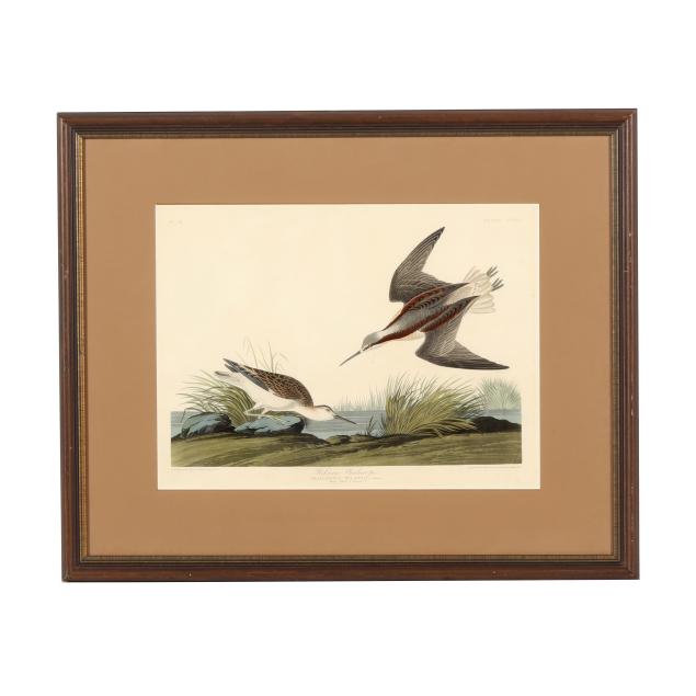 james-audubon-american-1785-1851-i-wilson-s-phalarope-i-havell-edition