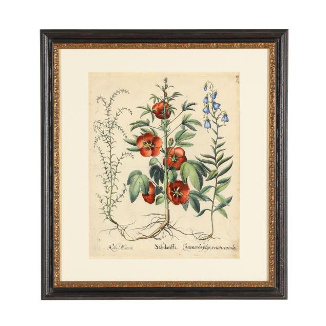 basilius-besler-german-1561-1629-i-roselle-creep-bellflower-stalwort-i