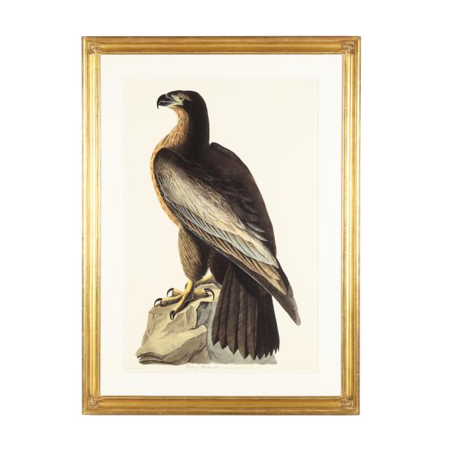 after-john-james-audubon-american-1785-1851-i-bird-of-washington-i