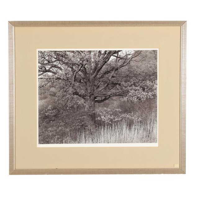 george-tice-american-1938-2025-i-oak-tree-holmdel-new-jersey-1970-i
