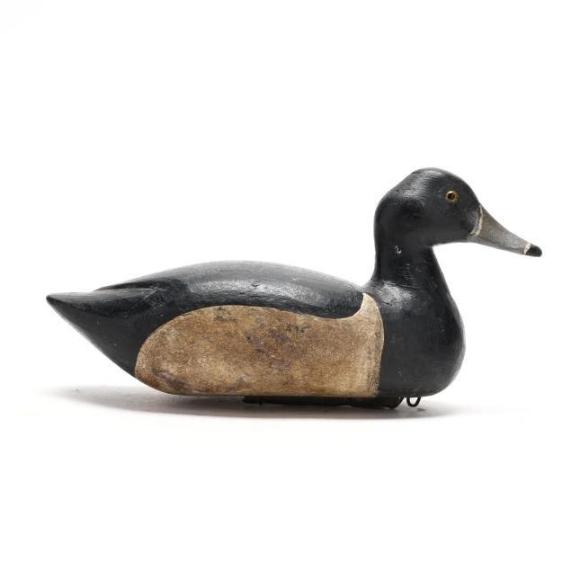 early-louisiana-ring-neck