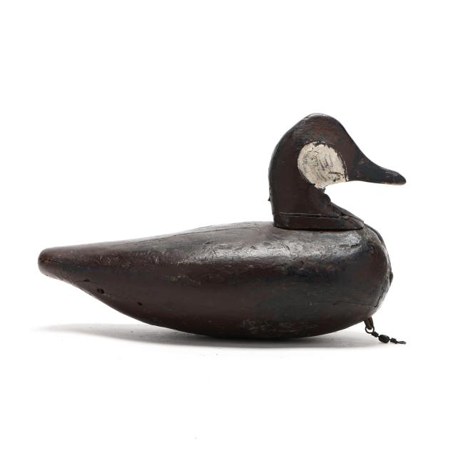 early-knotts-island-ruddy-duck