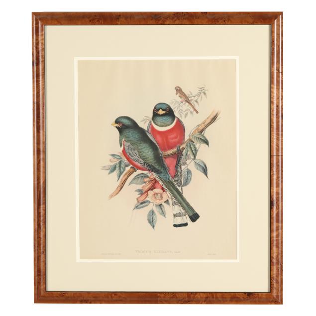 gould-and-richter-framed-print-i-trogon-elegans-i