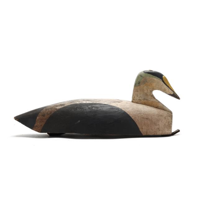 early-grand-manan-island-king-eider