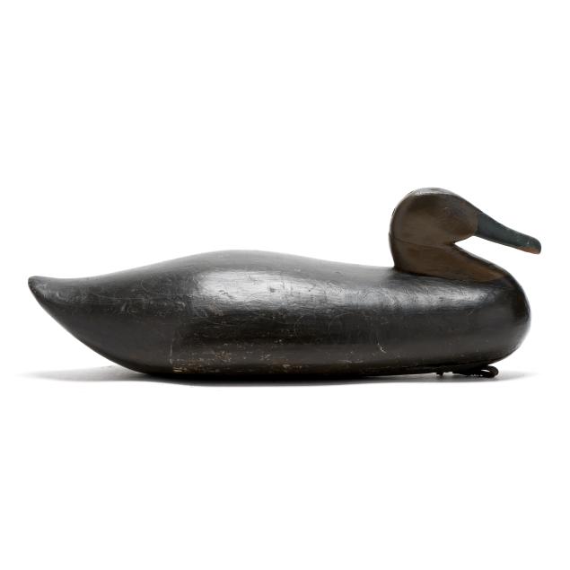 eastern-shore-virginia-black-duck