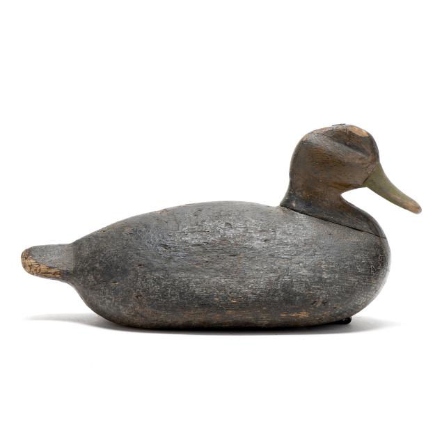 early-long-island-black-duck