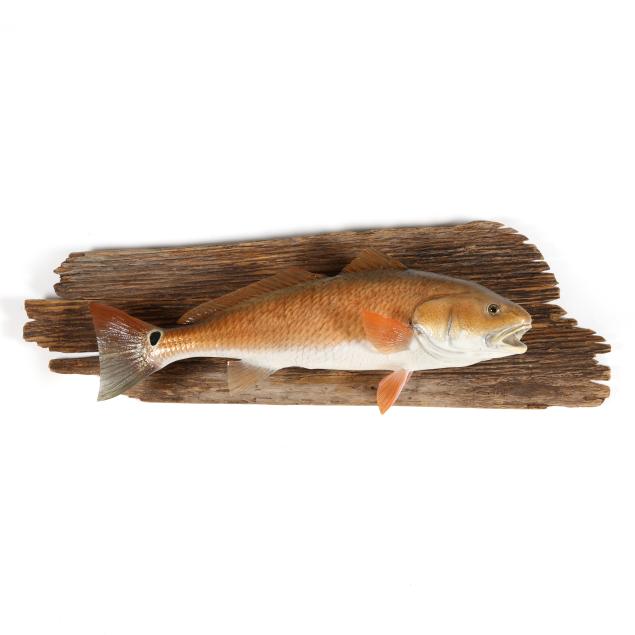 red-drum-taxidermy-on-driftwood