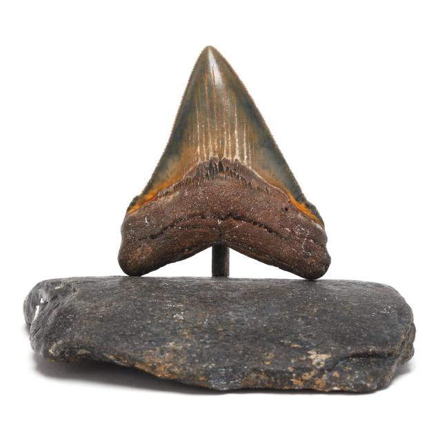 a-striking-north-carolina-megalodon-tooth-with-serrations