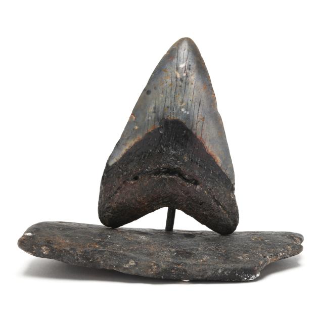 north-carolina-megalodon-tooth-on-custom-marine-stand