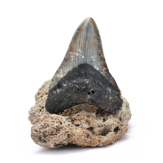 a-colorful-north-carolina-megalodon-tooth-on-a-natural-stand