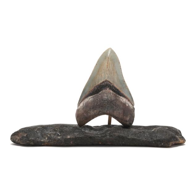 an-impressive-north-carolina-megalodon-tooth-with-serrations-on-natural-stand