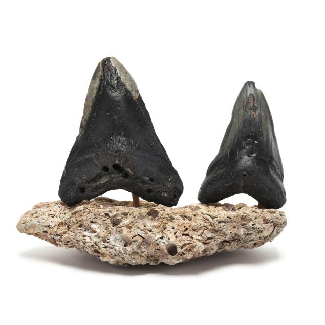 two-north-carolina-megalodon-teeth-on-fossilized-stand