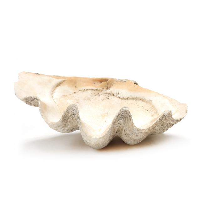 24-giant-clam-shell-i-tridacna-gigas-i