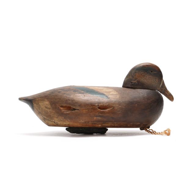 early-snuggled-head-widgeon-branded-bird