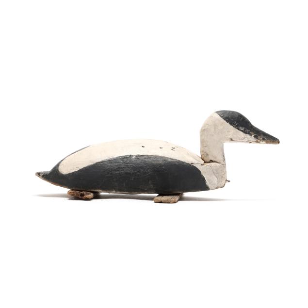 early-eider