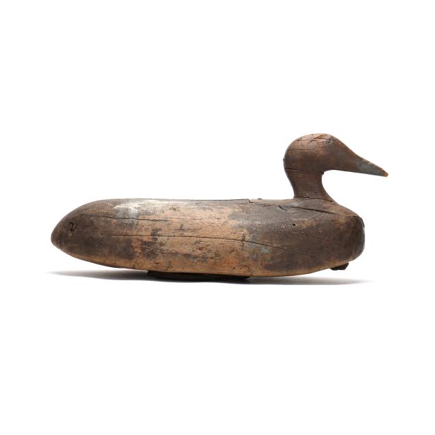early-hen-eider-with-horseshoe-ballast