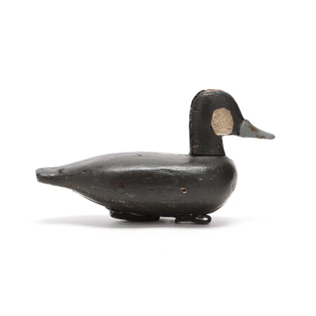 early-knotts-island-ruddy-duck