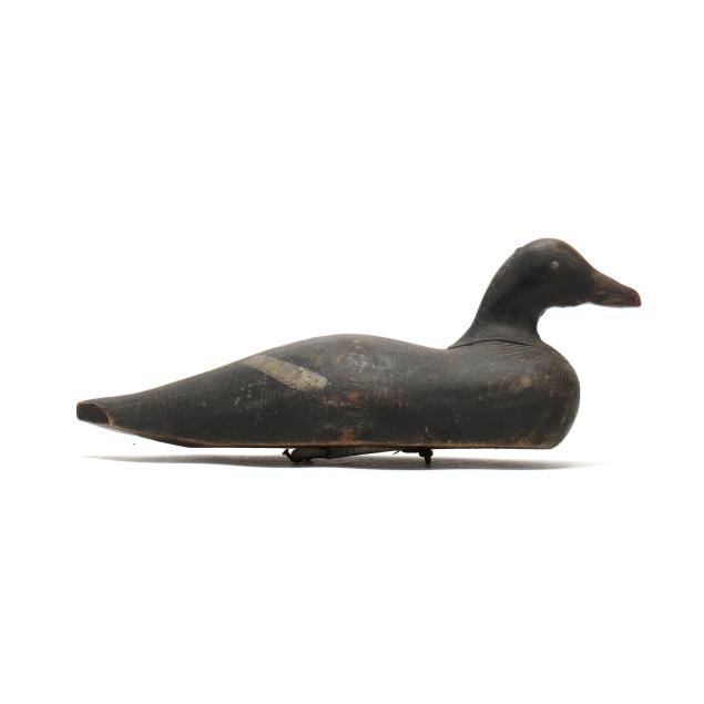 early-maine-white-winged-scoter