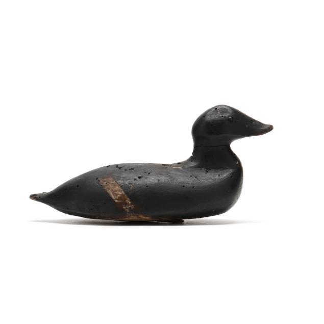 early-white-winged-scoter