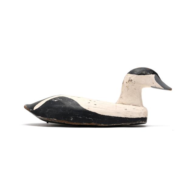 early-eider