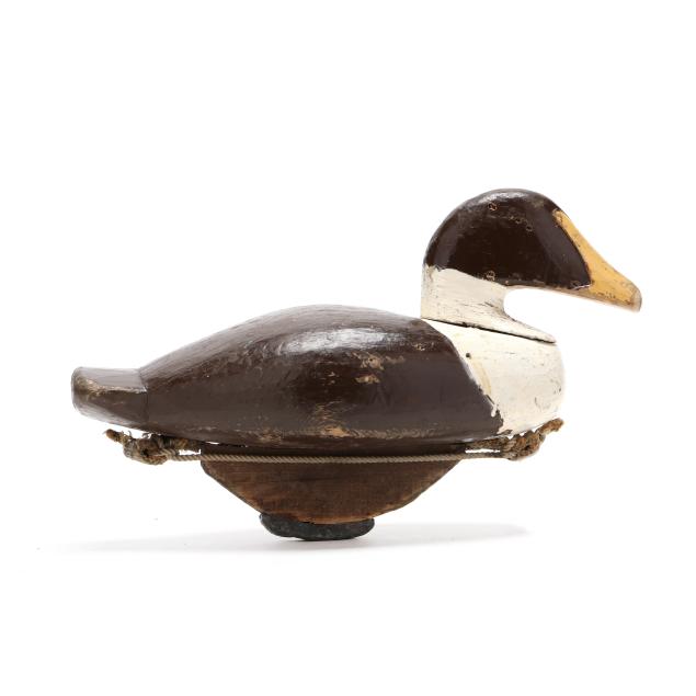 early-common-eider
