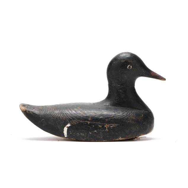 folksy-white-winged-scoter