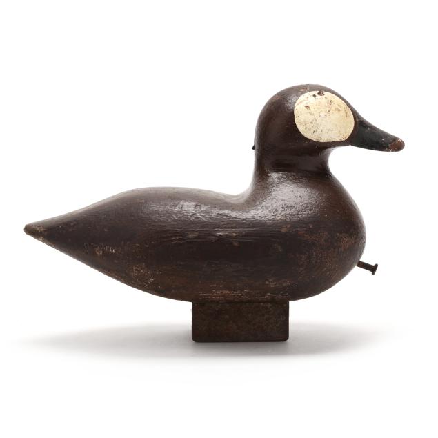 fat-ruddy-duck