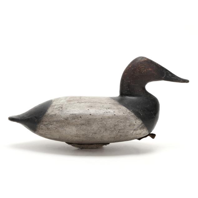 early-maryland-canvasback