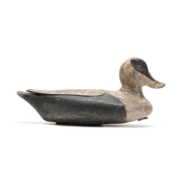 early-folksy-eider